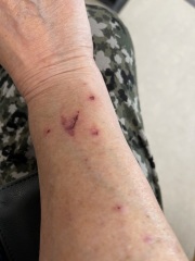Puppy survival thread part 2