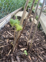 What’s up with my autumn fruiting raspberry?