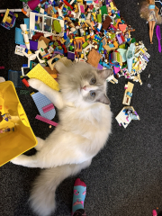 Ragdolls