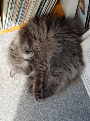 Further Adventures of the Excellent Cats