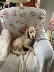 Thread 48- Covid GCSE Cohort - Summer before Year 2 Uni