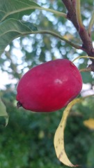What's this tree?