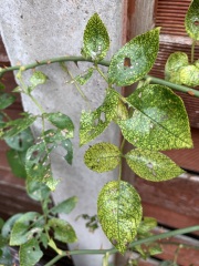 Why does my rose bush look like this?
