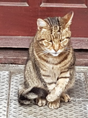 Thug cat part 5 - For he will not do destruction, if he is well-fed, neither will he spit without provocation.