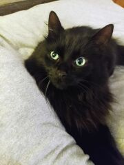 Will my cat be ok without food until tonight??