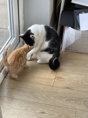A Very Great Quantity Of Excellent Cats