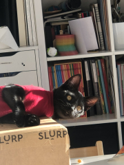 Getting my kitten spayed