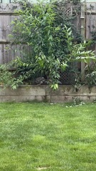 What bird of prey?
