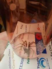 Look at this massive spider (pic warning)