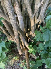 Philadelphus how hard to cut back