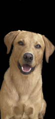 Puppy survival thread part 2