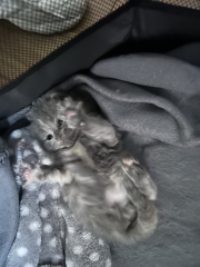 Cat just had kitten help