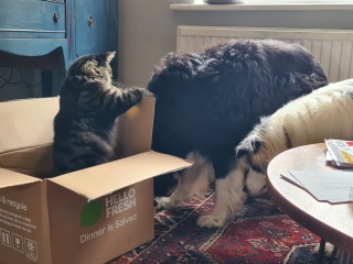 Please help - kitten won't stop chasing the dogs
