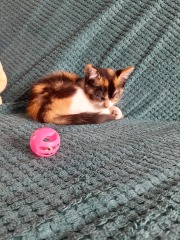 Help name my new kitten :)