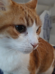Further Adventures of the Excellent Cats