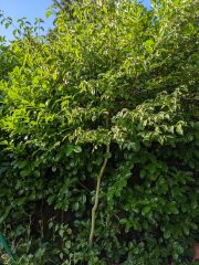 What is the name of this tree?