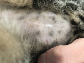 Lump post spay??
