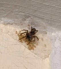 Fucking spider had BRED 🤮