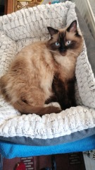 Ragdolls