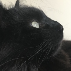 A Very Great Quantity Of Excellent Cats