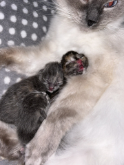 Cat just had kitten help