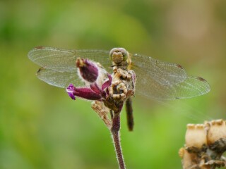 Thread 47- Covid GCSE Cohort - Summer's running away from us! 