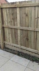Tall, narrow plant to grow in planters to hide west-facing new fence