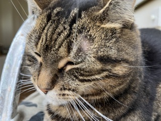 Bald patch near eye