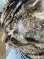 Bald patch near eye