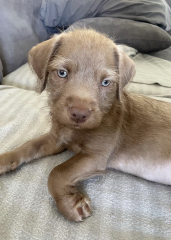 Can we name him Freddo?