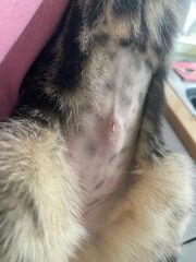 Lump post spay??