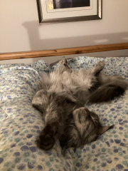 Further Adventures of the Excellent Cats