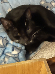 Call me a crazy cat lady if you will....