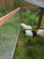 My lovely guinea pig has died