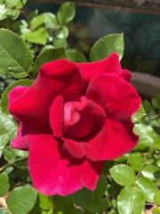 Rose Appreciation Thread