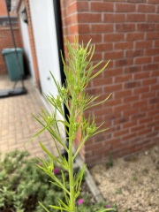 Plant or weed?