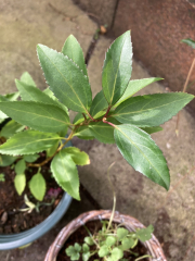 Please help me identify these plants