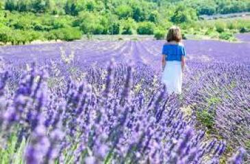 To wonder what the attraction is about lavender farms?