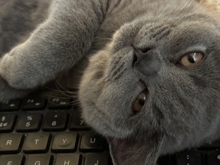 Posted a few days ago about my British Blue kitten, Quick update!