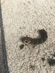 to be wary or scared of this creature?