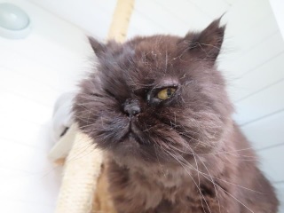 RIP darling Magic/Snorg.