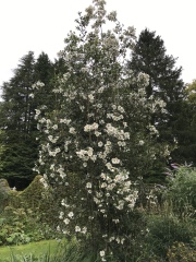 What have you done in the garden today? Part 3