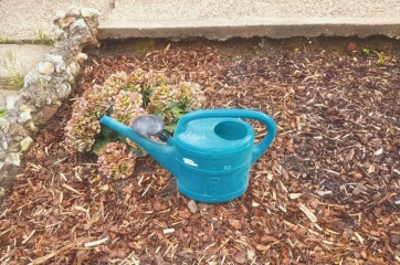 My hydrangea hell