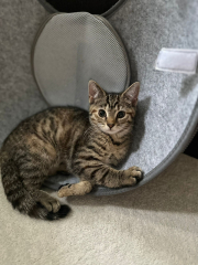 New litter of kittens. Looking for some wisdom!