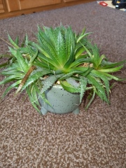 Can I do anything to revive this plant?