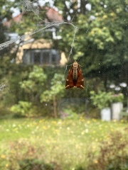 Thread 9 - TalkLair: “Russell's teapot goes on being round”