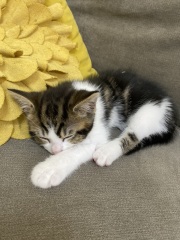 Help me name my new kitty