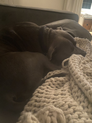 What's your pet doing right now?