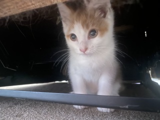 Who wants to see kitten pics?