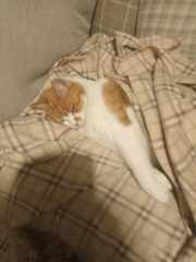 Further Adventures of the Excellent Cats
